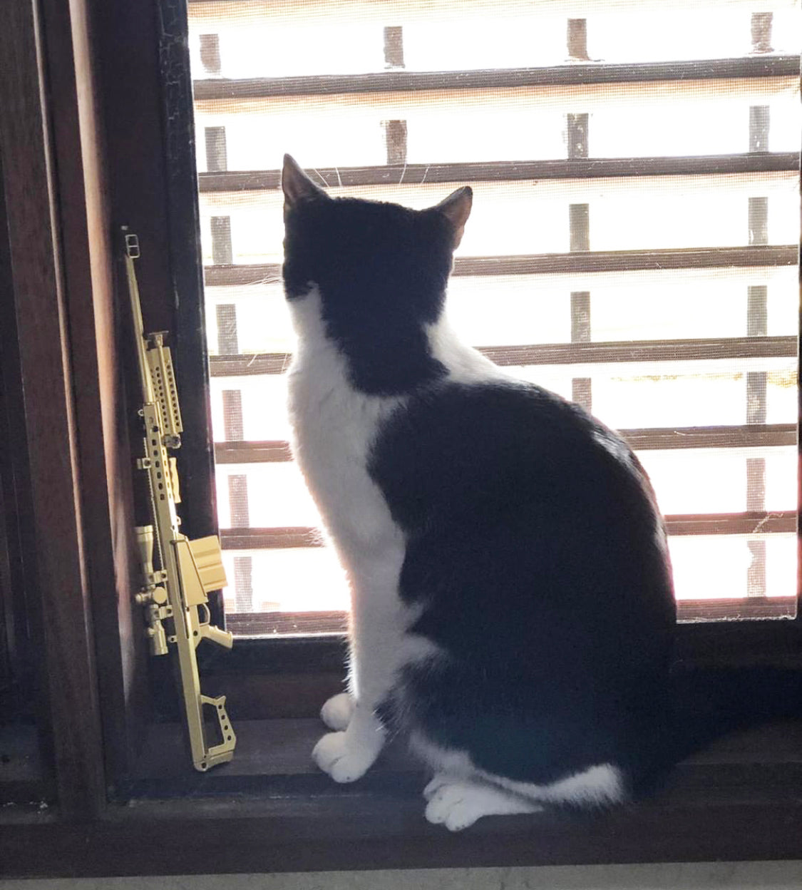 Cat looking out window with mini .50 cal by it