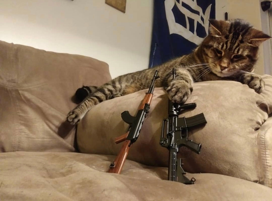 cat pawing between two small gun models
